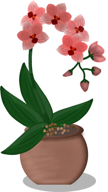 Potted Orchid Plant Illustration